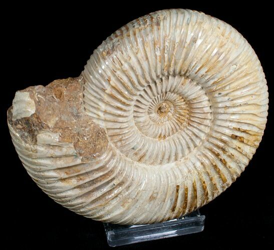 Perisphinctes Ammonite - Jurassic #6866